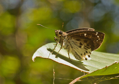 Darpa striata