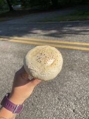 Amanita multisquamosa