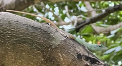 Anolis grahami