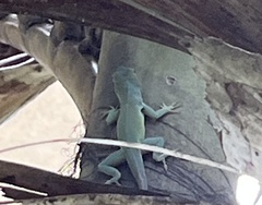 Anolis grahami