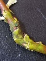 Rabdophaga salicistriticoides