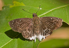 Darpa striata