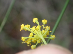 Lomatium