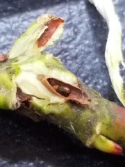 Rabdophaga salicistriticoides