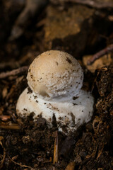 Amanita junquillea