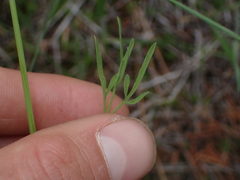 Lomatium