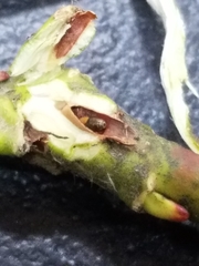 Rabdophaga salicistriticoides
