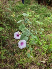 Ipomoea batatas