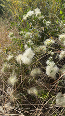 Clematis drummondii
