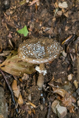 Amanita pantherina