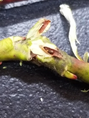 Rabdophaga salicistriticoides