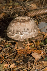 Chlorophyllum olivieri