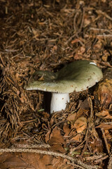 Russula virescens