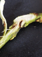 Rabdophaga salicistriticoides