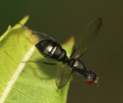 Sepsidae