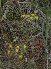 Lomatium