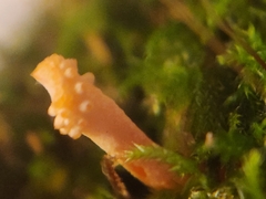 Ophiocordyceps variabilis