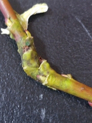 Rabdophaga salicistriticoides