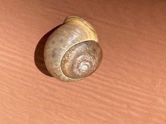 Neohelix albolabris