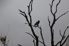 Terathopius ecaudatus