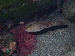 Sparisoma cretense