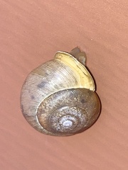 Neohelix albolabris