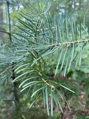 Abies concolor