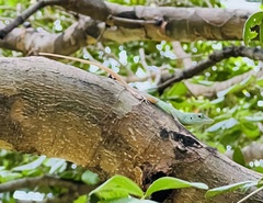 Anolis grahami