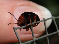 Chalcomela nitida