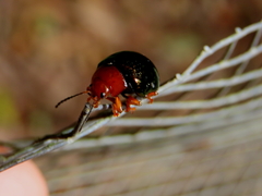 Chalcomela nitida