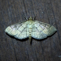Herpetogramma theseusalis