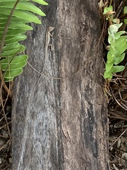 Anolis lineatopus