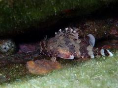 Scorpaena maderensis