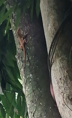 Anolis lineatopus