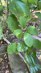 Chionanthus virginicus