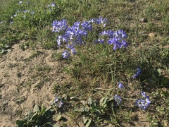 Leucocoryne coquimbensis