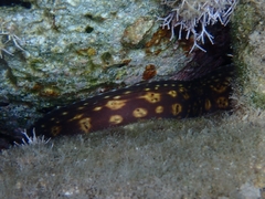 Muraena helena