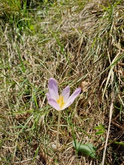 Colchicum autumnale