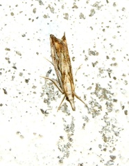 Catoptria falsella