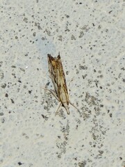 Catoptria falsella