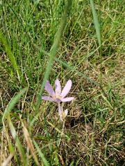 Colchicum autumnale