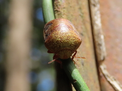Solenotichus circuliferus
