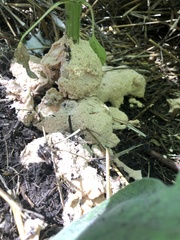 Fuligo septica