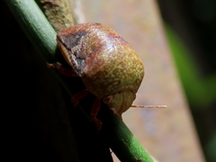 Solenotichus circuliferus