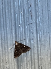 Tetanolita mynesalis