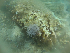 Amphiroa