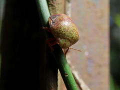 Solenotichus circuliferus