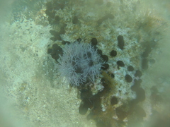 Amphiroa