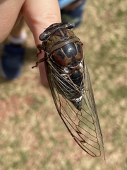 Megatibicen resonans