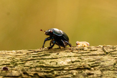 Anoplotrupes stercorosus